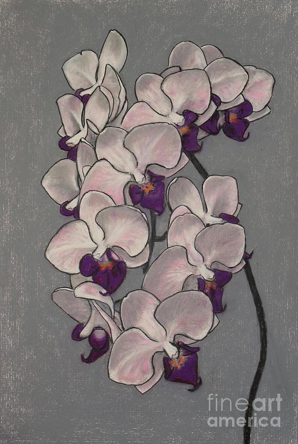 Flower Drawing - Orchids by Heather Boyd