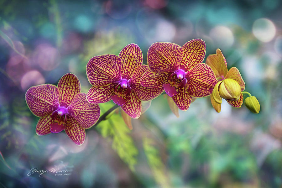 Orchids In Art Photograph by George Moore