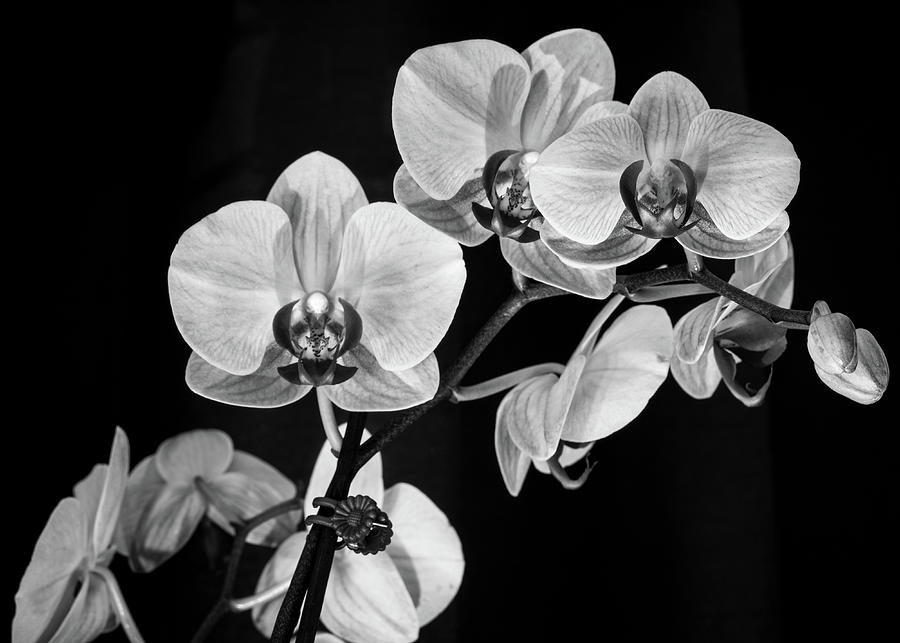 Orchids in Black and White Photograph by Dimitry Papkov