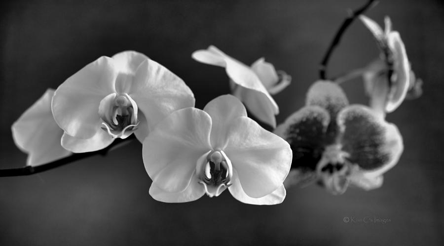 Orchids in Black and White Photograph by Kae Cheatham