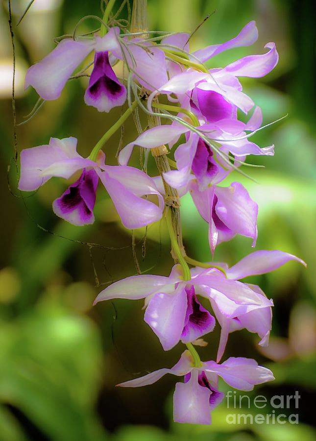 Orchid Photograph - Orchids In Bloom by D Davila