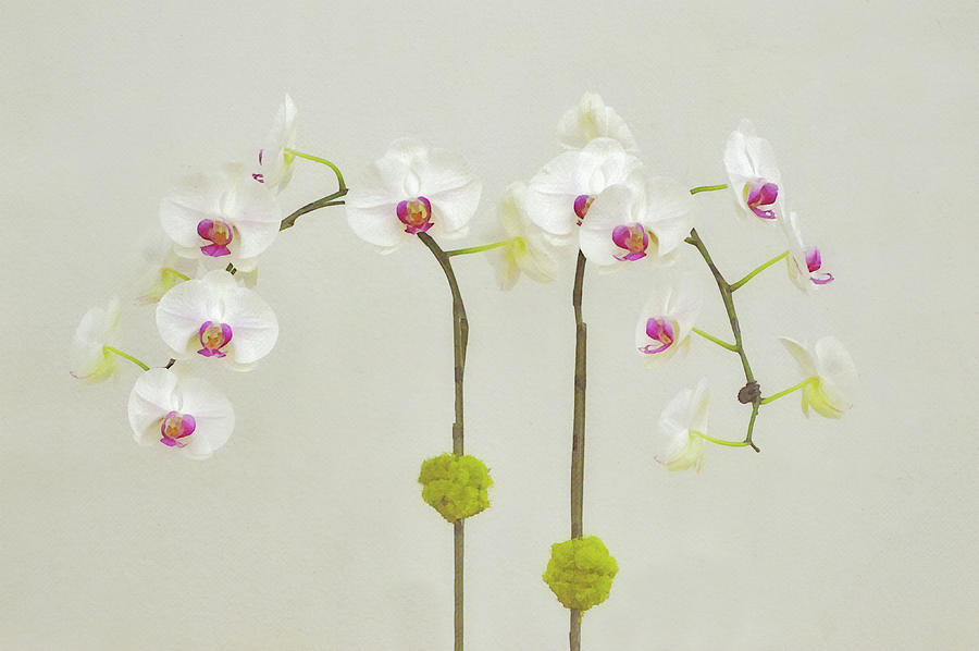 Orchids in Bloom Digital Art by Gaby Ethington