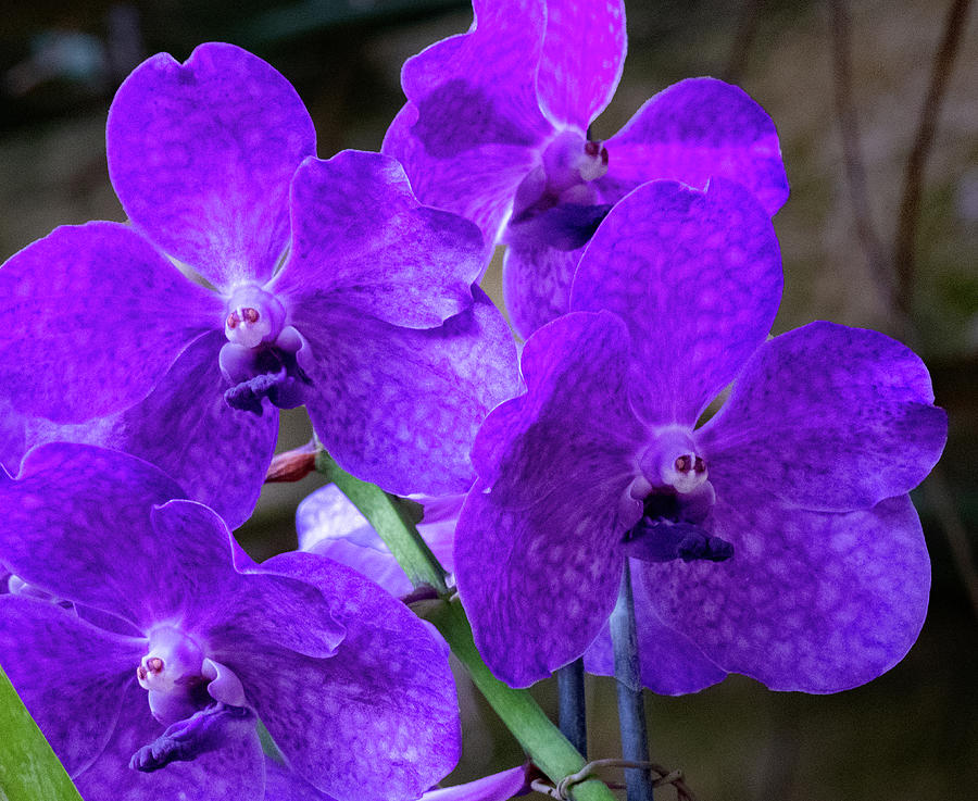 Orchids in Blue Photograph by Margaret Zabor