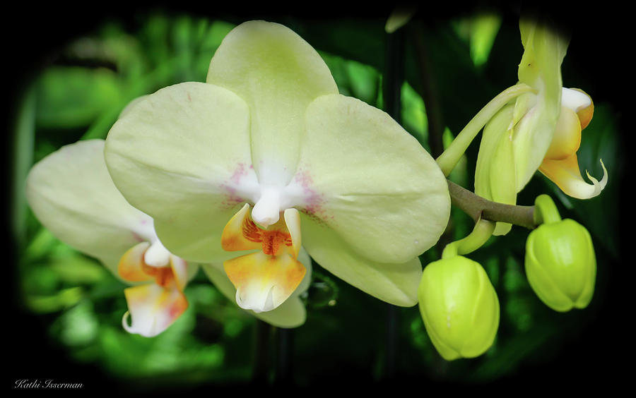 Orchids in Focus Photograph by Kathi Isserman