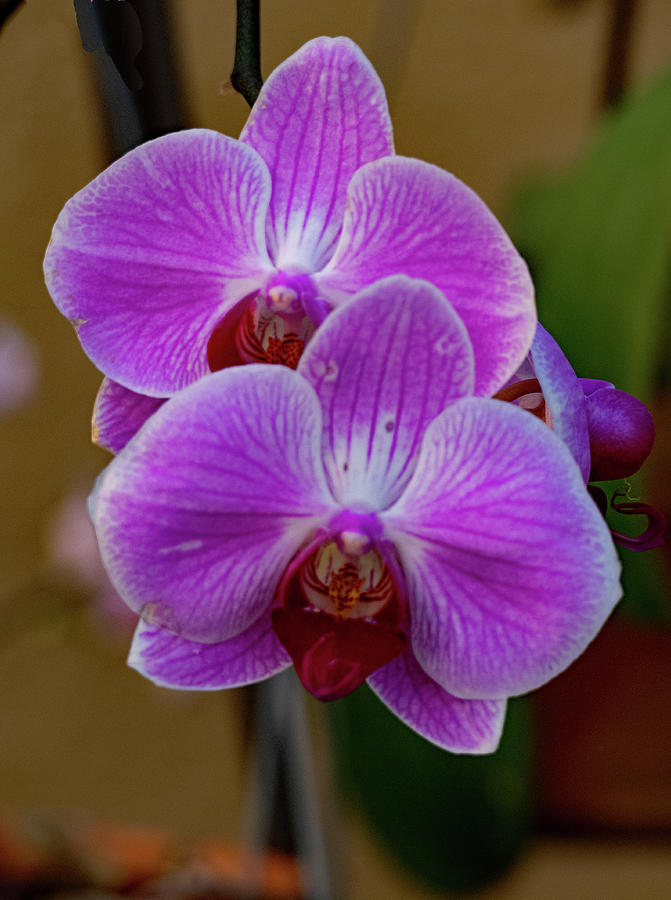 Orchids in Pairs Photograph by Margaret Zabor