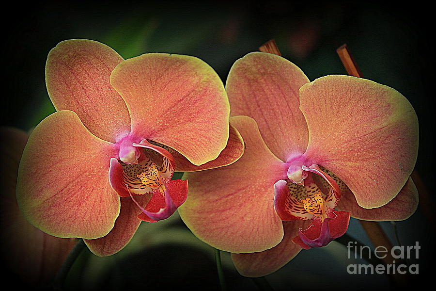 Orchids in Shades of Yellow and Pink Photograph by Dora Sofia Caputo