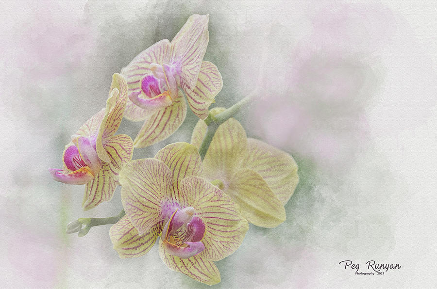 Orchids in spring Photograph by Peg Runyan