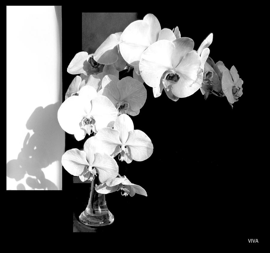 Orchids  in  Sunshine and  Shadows Photograph by VIVA Anderson