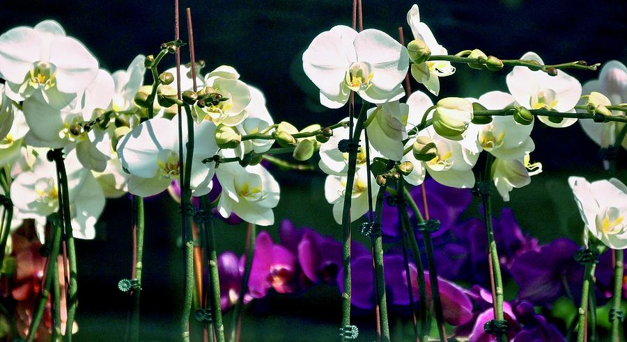 Orchids In The Afternoon Photograph by Ira Shander