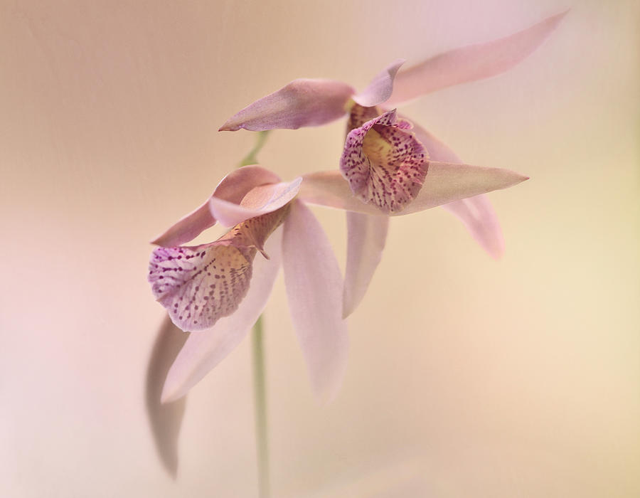 Orchids In The Garden Photograph by Carol Eade