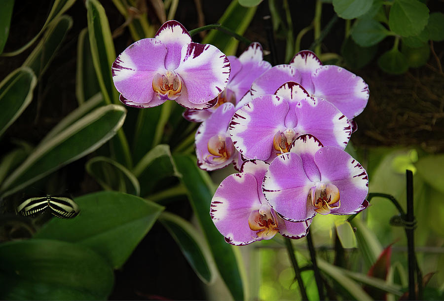 Orchids in the Garden Photograph by Gordon Ripley
