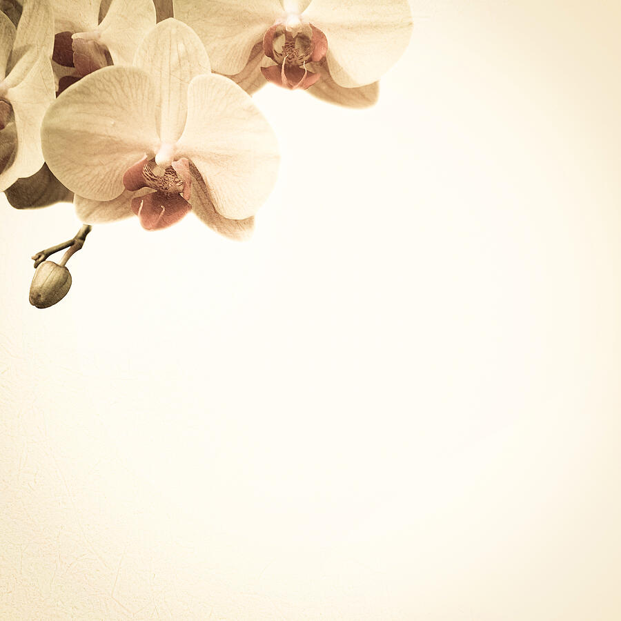 Orchids In Vintage Color Style On Mulberry Paper Texture Photograph by Number1411