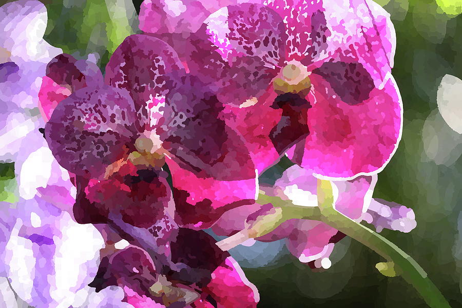 Orchids in Water Color Photograph by Mingming Jiang