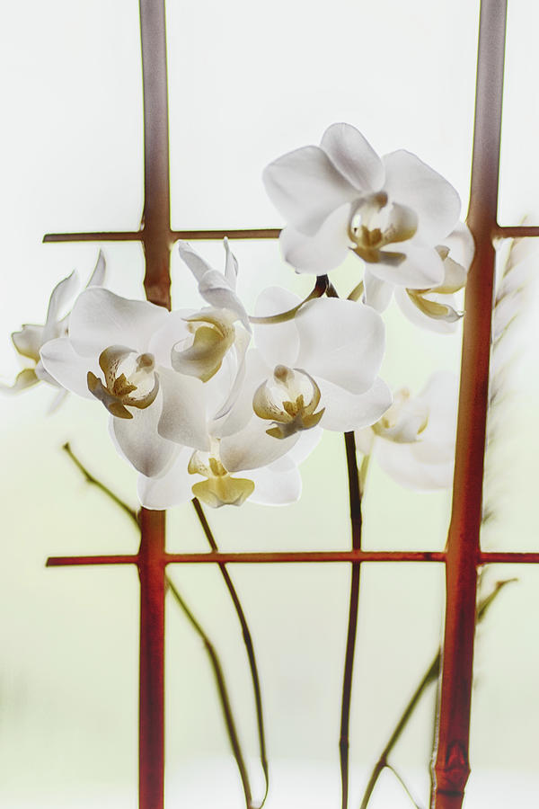 Orchids In Window Light Photograph by Sue Capuano