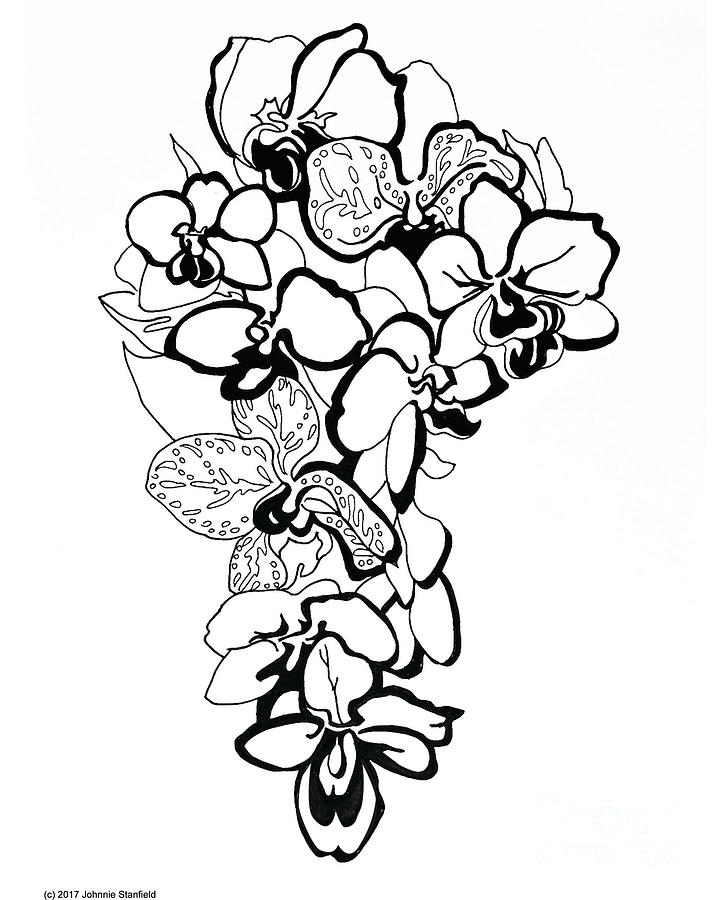 Orchids Drawing