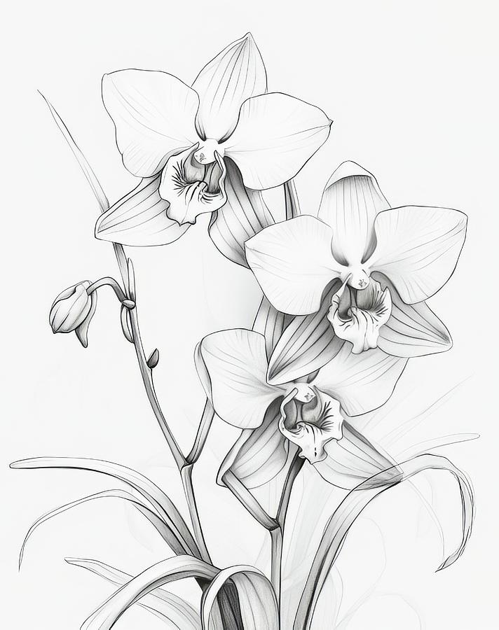 Orchids -Lines Digital Art by John Carothers - Pixels