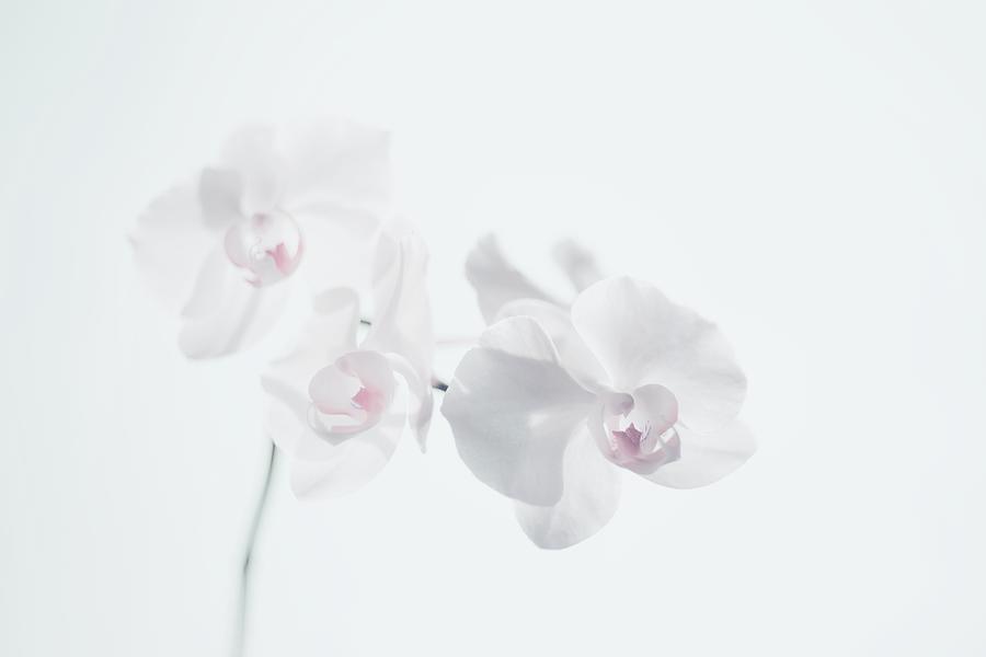 Orchids  Photograph by Marianna Mills