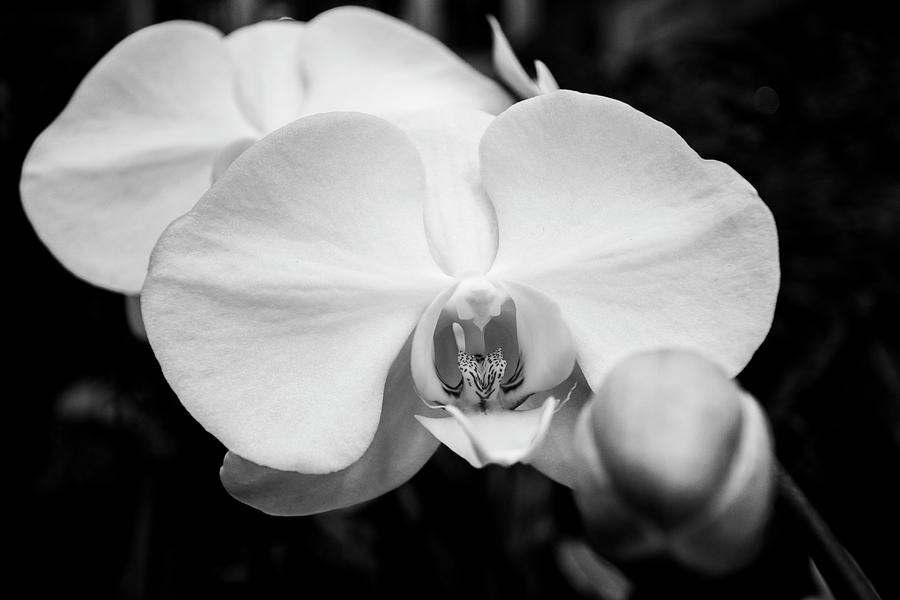 Orchids Photograph by Michelle Schumacher - Fine Art America