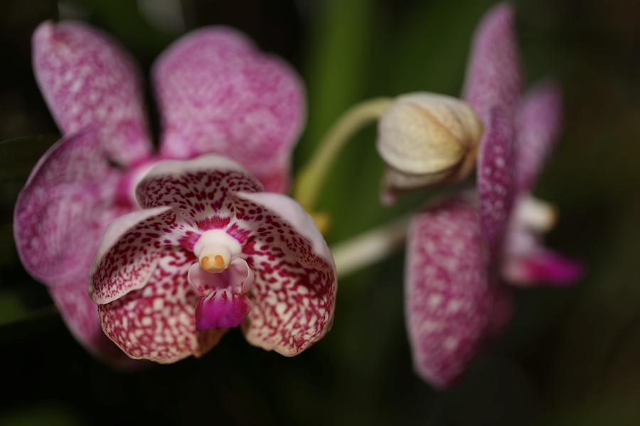 Orchids Photograph by Mingming Jiang