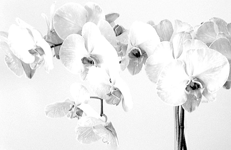 ORCHIDS MostlyWhite Photograph by VIVA Anderson