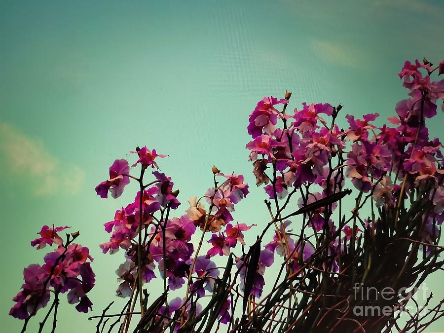 Orchids  Photograph by Natalia Wallwork