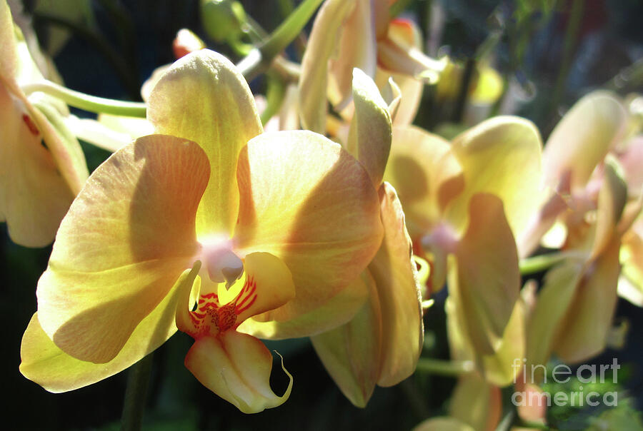 Orchids of Bright Yellow Photograph by Ruth Jolly
