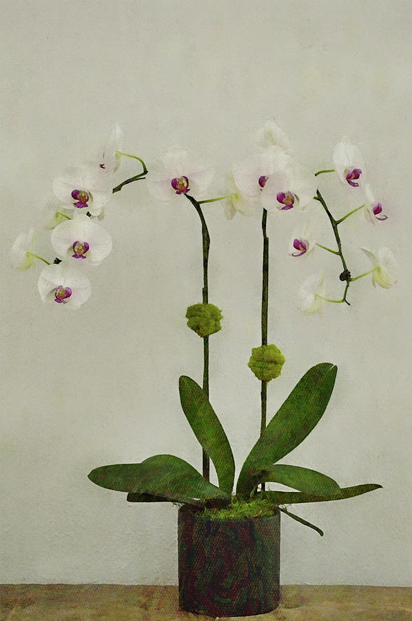 Orchids Off Center Portrait Digital Art by Gaby Ethington