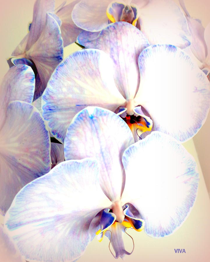 Orchids   On  Parade Photograph by VIVA Anderson