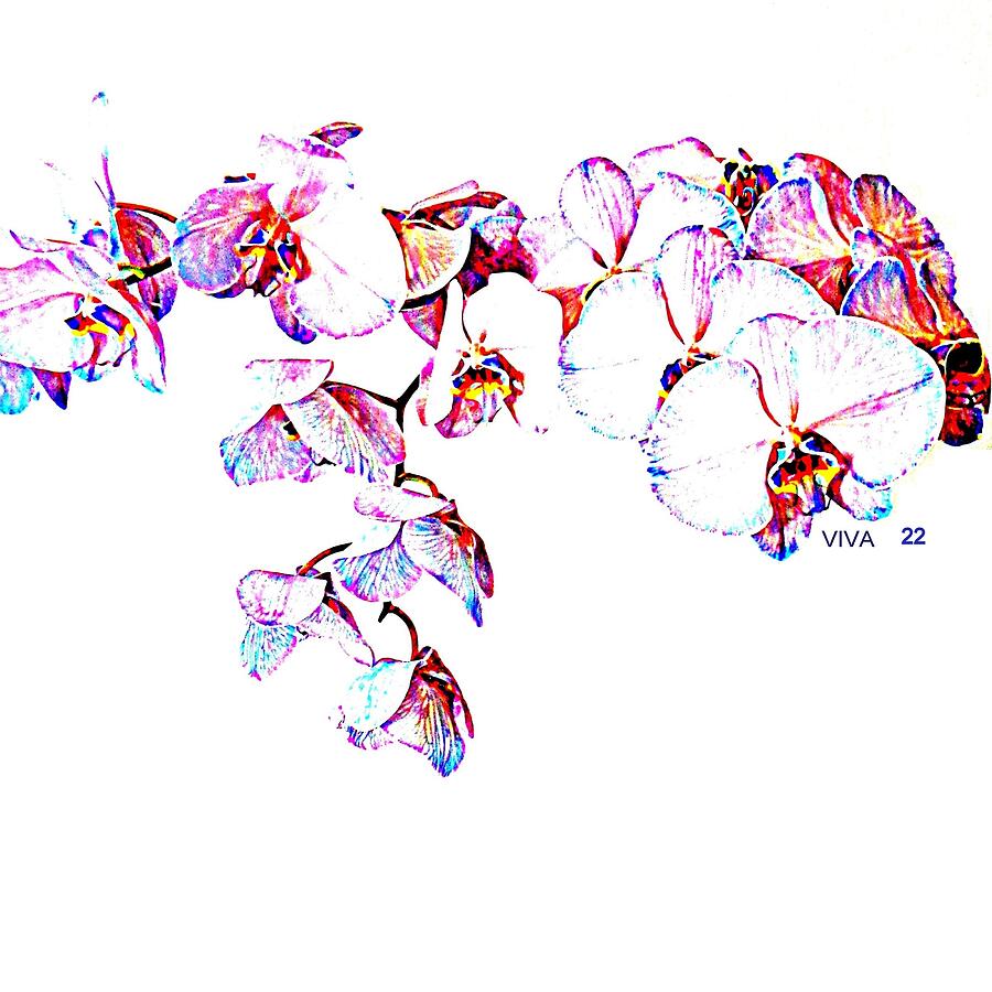 Orchids ON White-VIVA22 Photograph by VIVA Anderson Orchids ON White-VIVA22 Photograph by VIVA Anderson