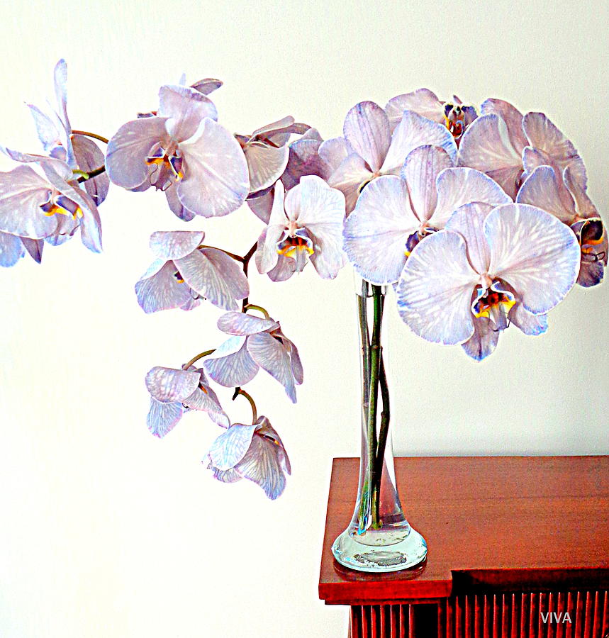 Orchids - OnTheEdge Photograph by VIVA Anderson