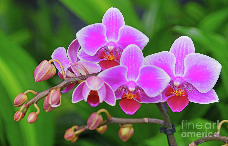 Orchids Pink On Green Photograph by Larry Nieland