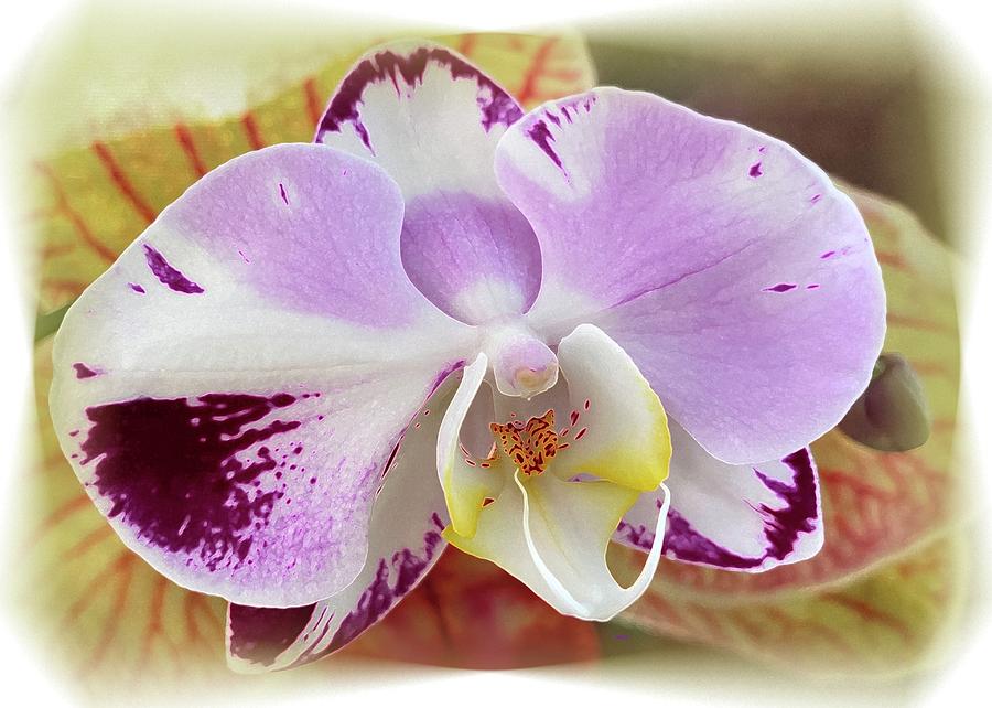 Orchids Plus Photograph by Barbie Corbett-Newmin