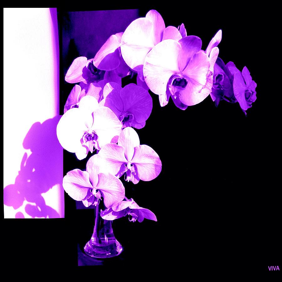 Orchids-Purple-Sunshine-Shadows Photograph by VIVA Anderson
