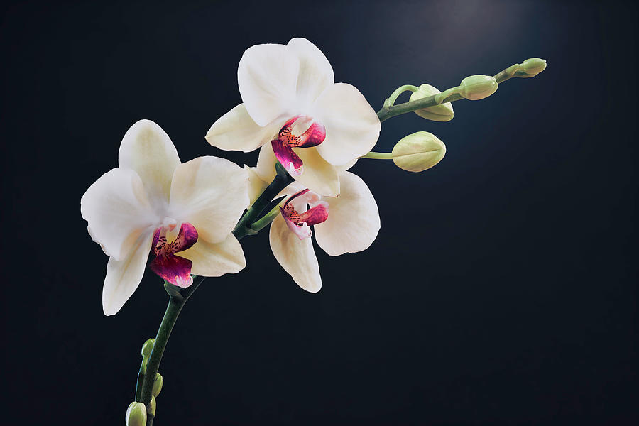 Orchids Photograph