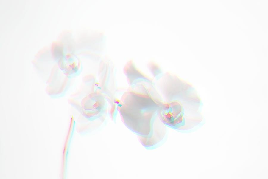 Orchids - Surreal Illusion Photograph