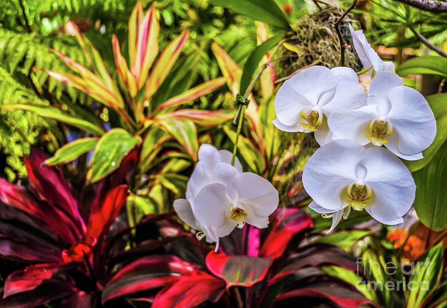 Orchid Photograph - Orchids - Tropical Garden by D Davila