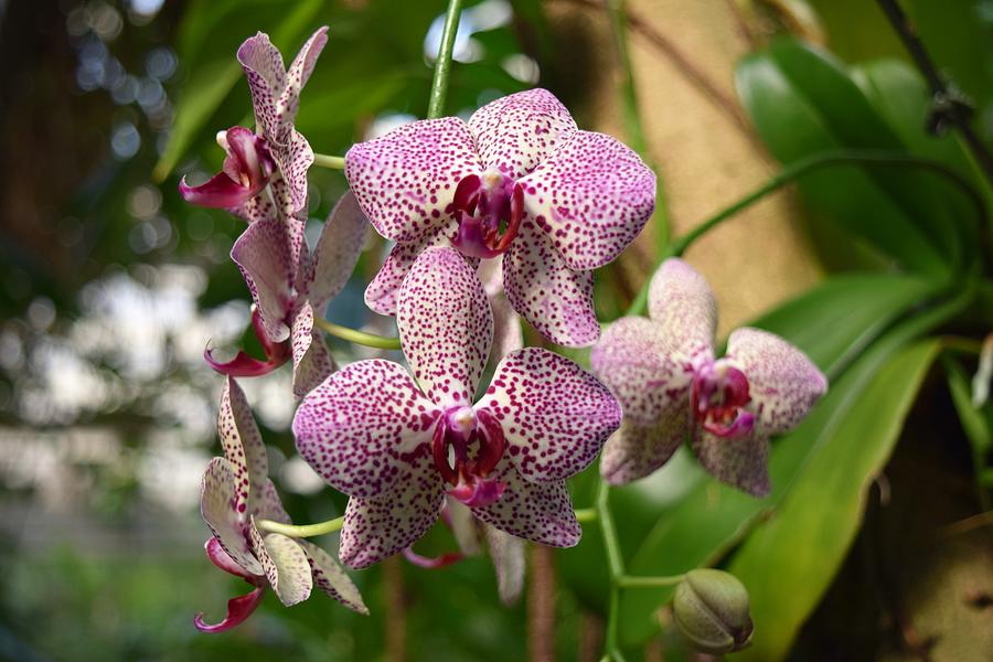 Orchids Photograph by Victor Thomason