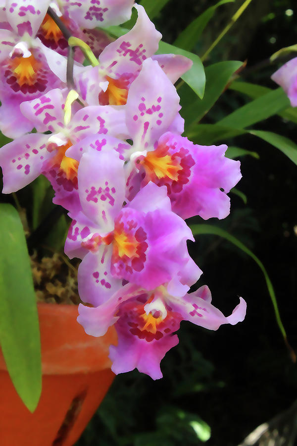 Orchids5741 Photograph by Carolyn Stagger Cokley