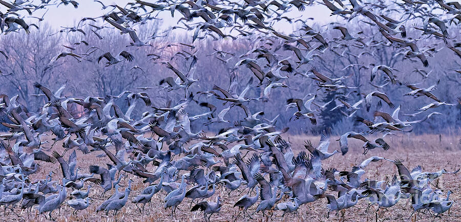 Bird Photograph - Orderly Takeoff Chaos by Natural Focal Point Photography