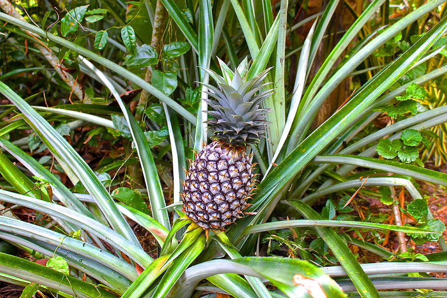 Ordinary Pineapple Growing Like Grass Photograph by Supermatros