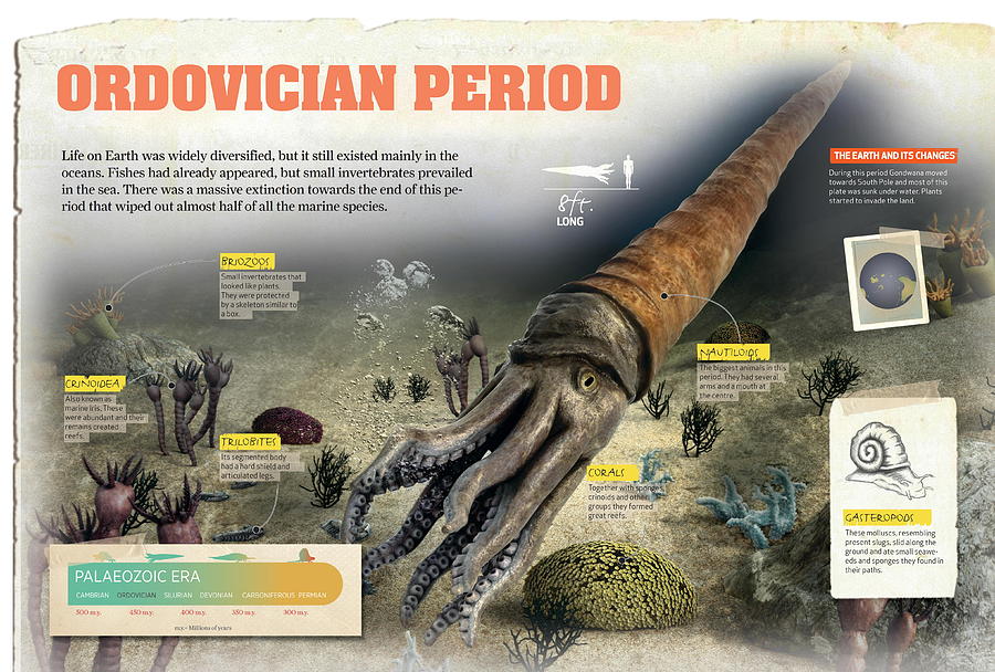 from the ordovician period nautiloids