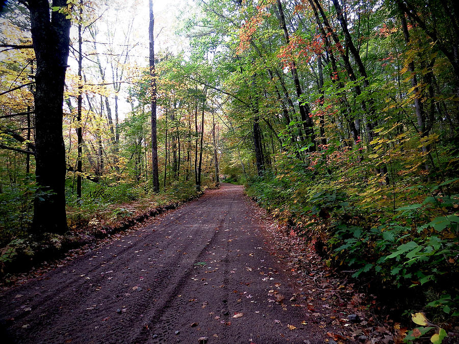 Ordway Park Trail Nh Photograph By Maureen Rose Fine Art America 