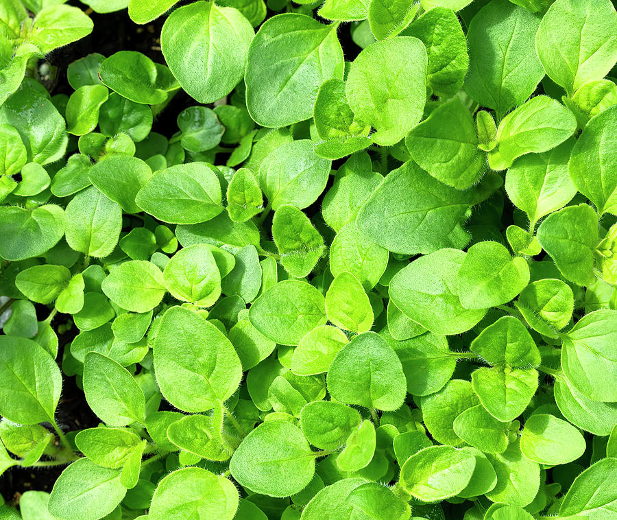 Oregano herb in filled frame background Photograph by Thomas Baker | Pixels