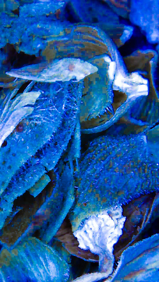 Oregano in Deep Blue Photograph by Eileen Backman