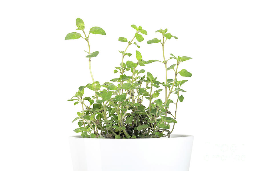 Oregano, Origanum vulgare, potted young plant, in a white pot, front ...