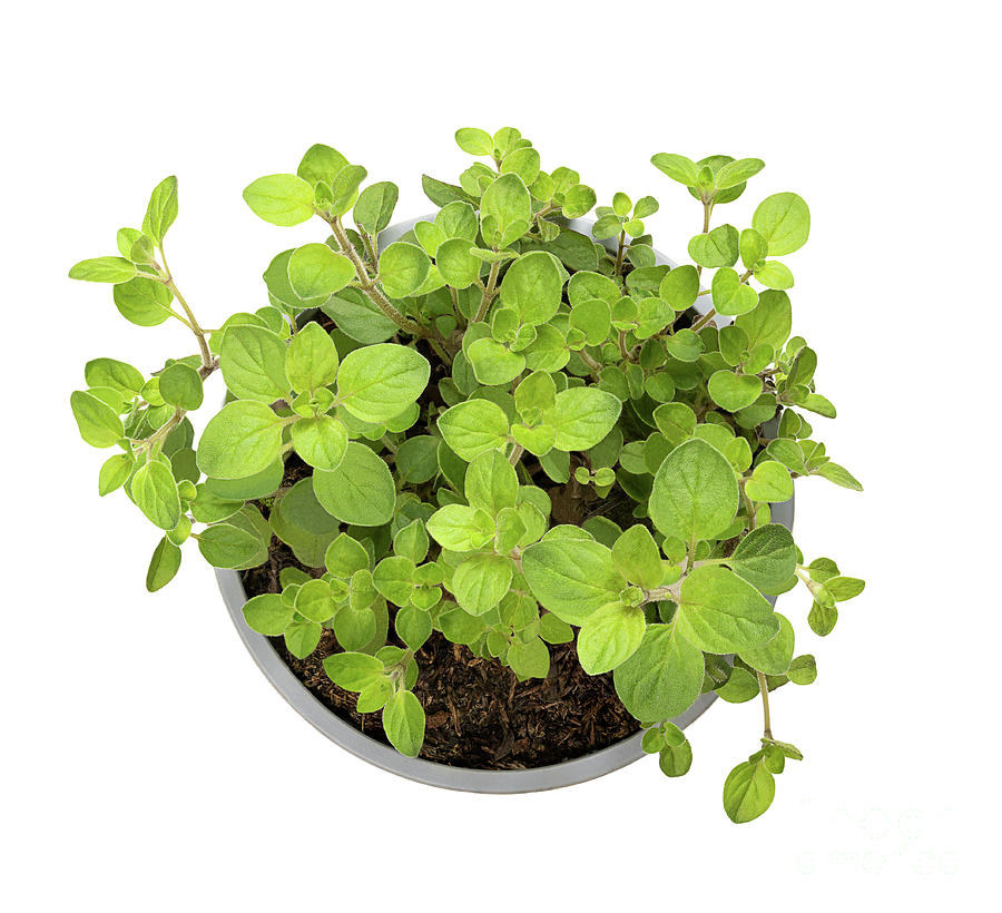 Oregano, potted young plant of Origanum vulgare, a culinary herb ...