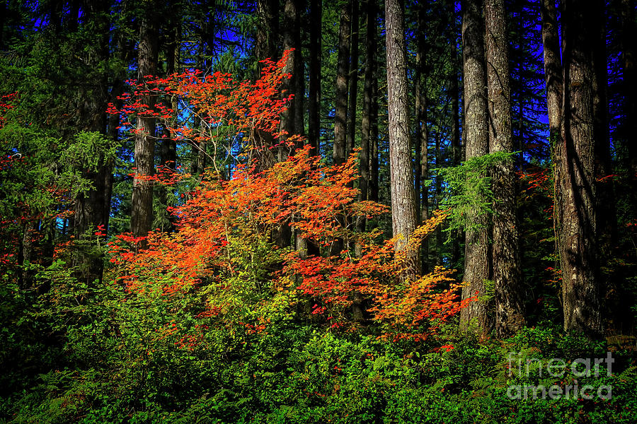Oregon Autumn Photograph by Jon Burch Photography