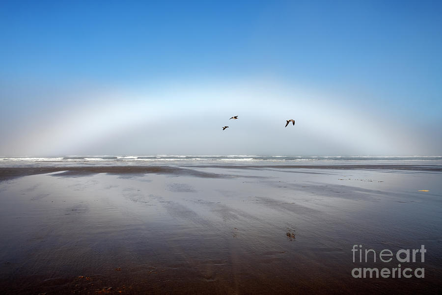 Oregon Coast Fogbow Photograph