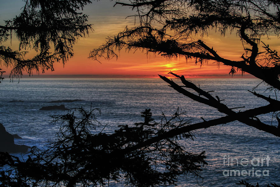Sunset Photograph - Oregon Coast Sunset In Branches by Michele Hancock Photography