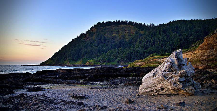 Oregon coast tree stump driftwood Photograph by Steven Caldwell - Fine ...